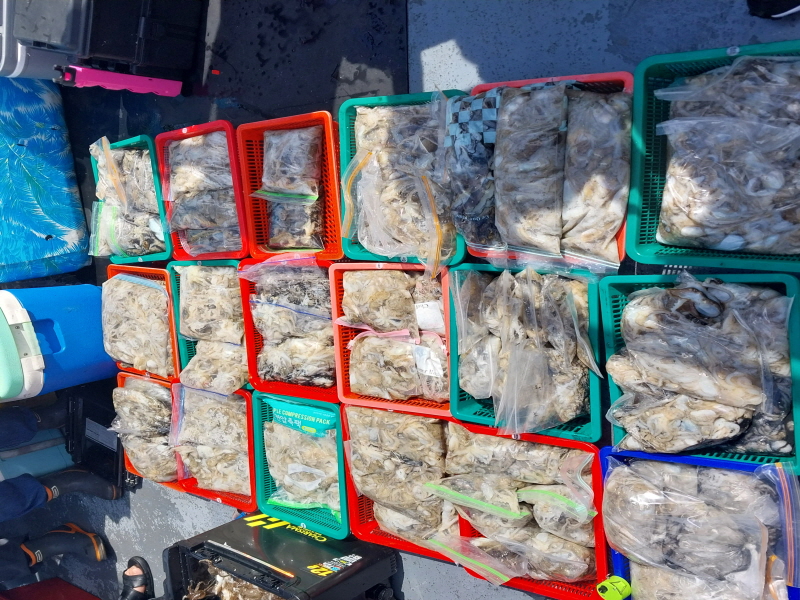 나르샤호 조황갤러리입니다.