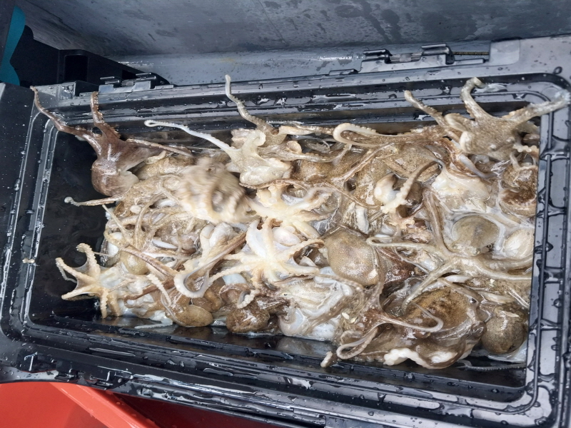 나르샤호 조황갤러리입니다.