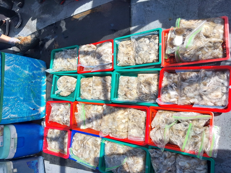 나르샤호 조황갤러리입니다.