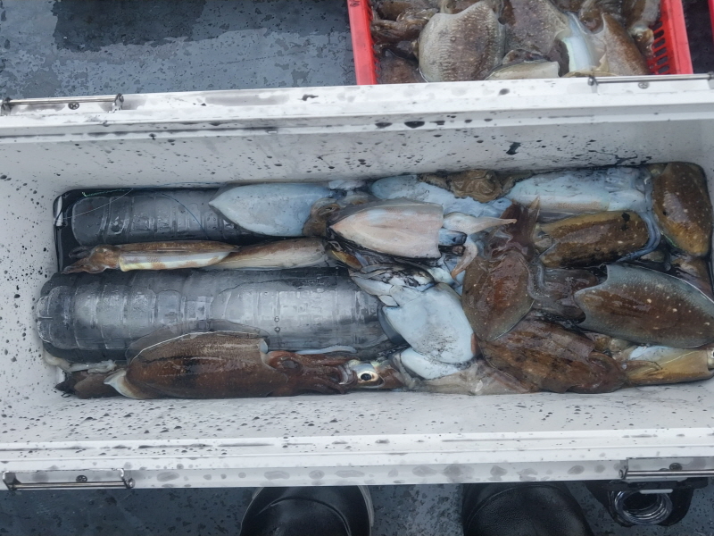 나르샤호 조황갤러리입니다.