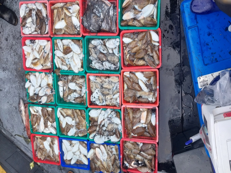 나르샤호 조황갤러리입니다.