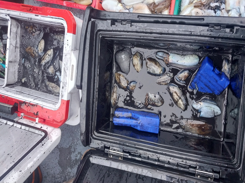 나르샤호 조황갤러리입니다.