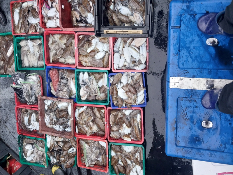 나르샤호 조황갤러리입니다.