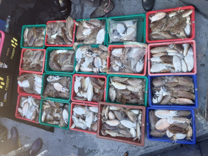 나르샤호 조황갤러리입니다.