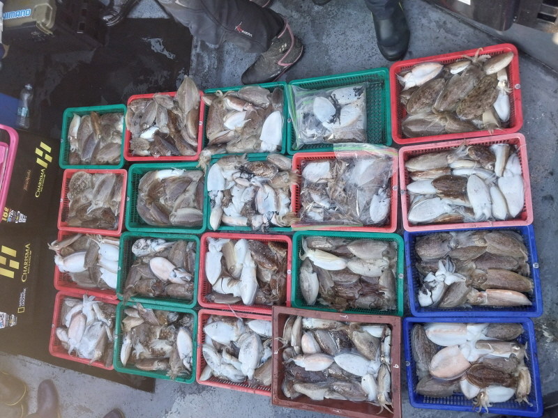 나르샤호 조황갤러리입니다.