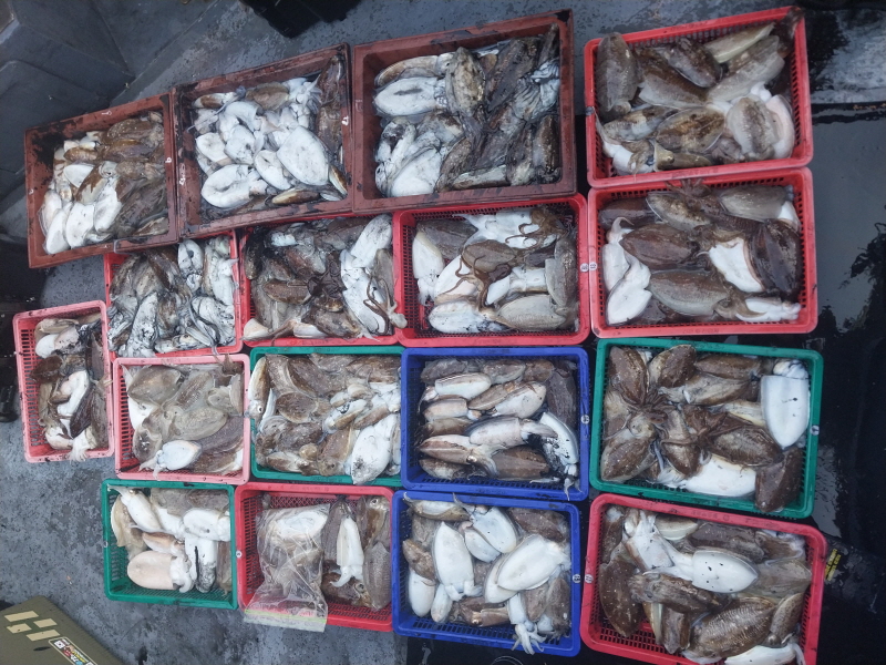 나르샤호 조황갤러리입니다.