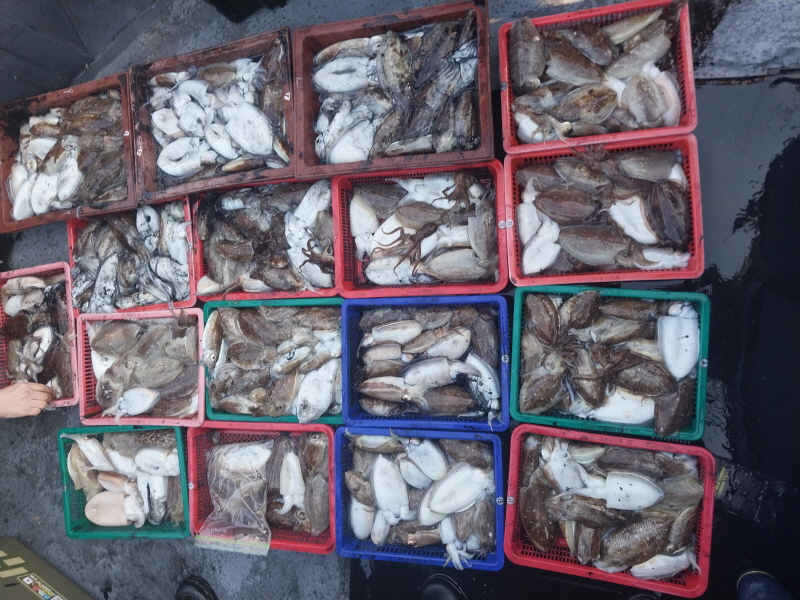 나르샤호 조황갤러리입니다.