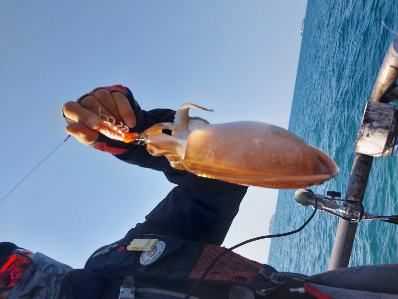 나르샤호 조황갤러리입니다.