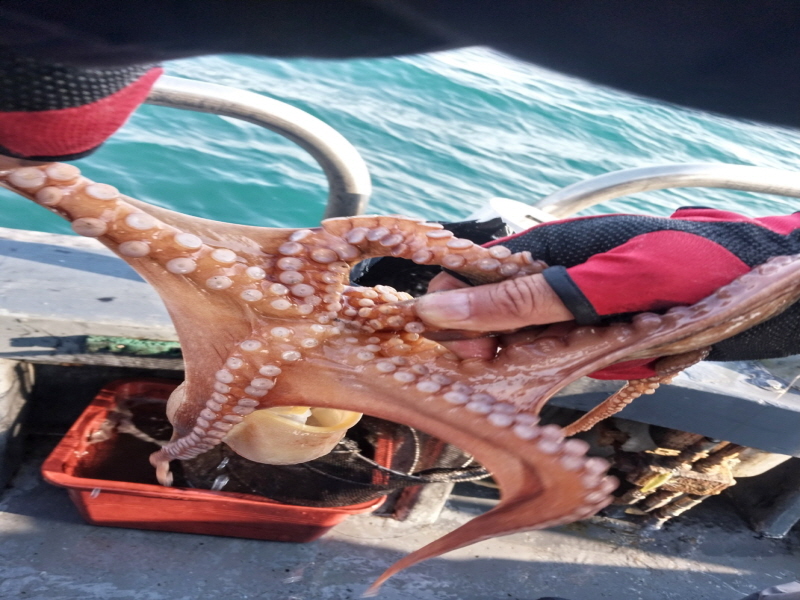 나르샤호 조황갤러리입니다.