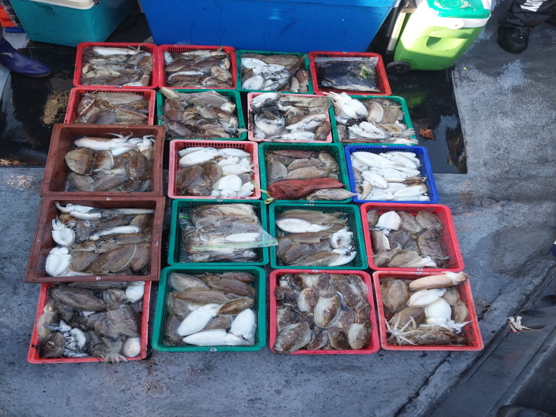 나르샤호 조황갤러리입니다.