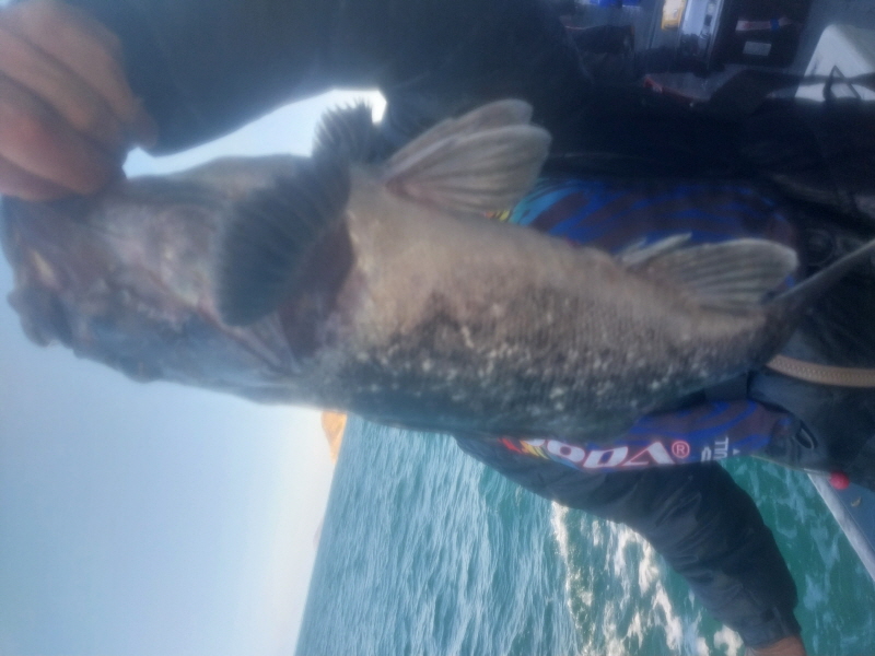 나르샤호 조황갤러리입니다.