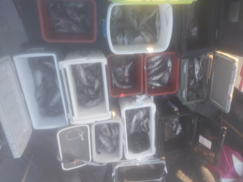 나르샤호 조황갤러리입니다.