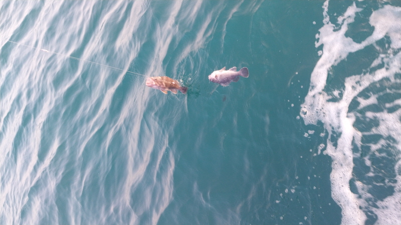 나르샤호 조황갤러리입니다.