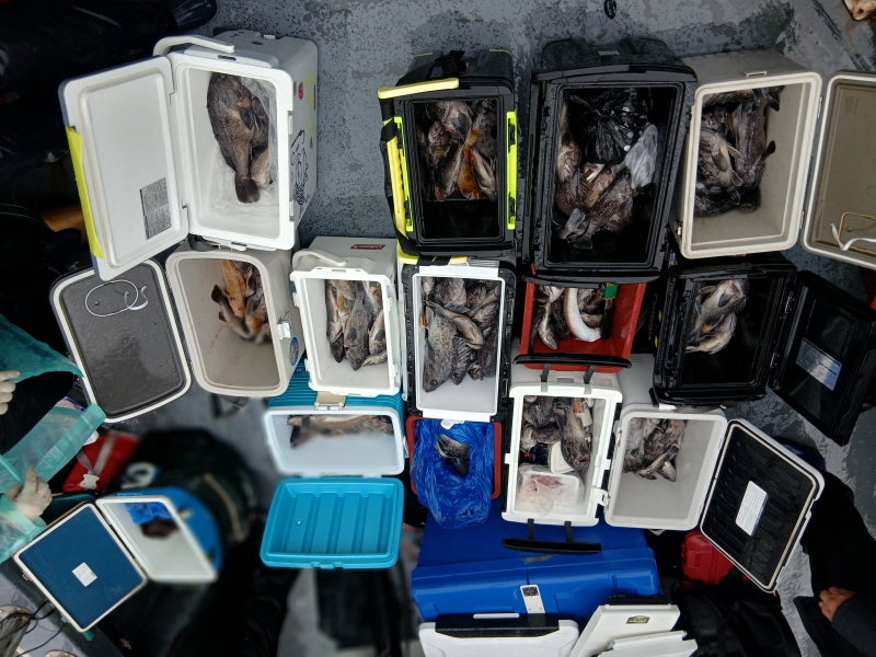 나르샤호 조황갤러리입니다.