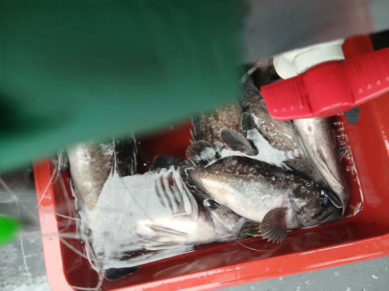 나르샤호 조황갤러리입니다.