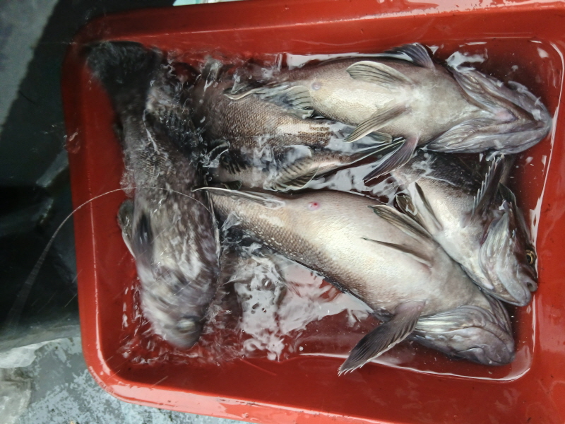 나르샤호 조황갤러리입니다.