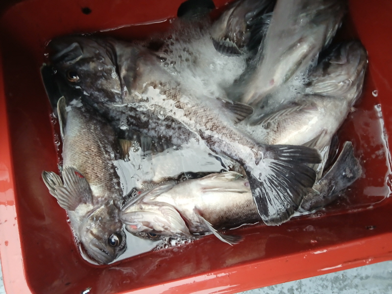 나르샤호 조황갤러리입니다.