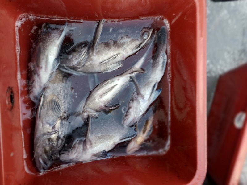 나르샤호 조황갤러리입니다.