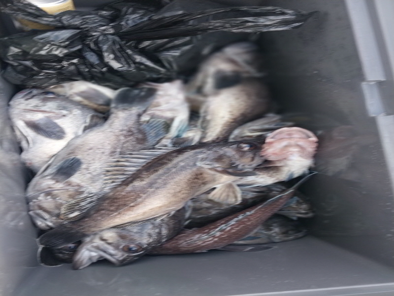 나르샤호 조황갤러리입니다.