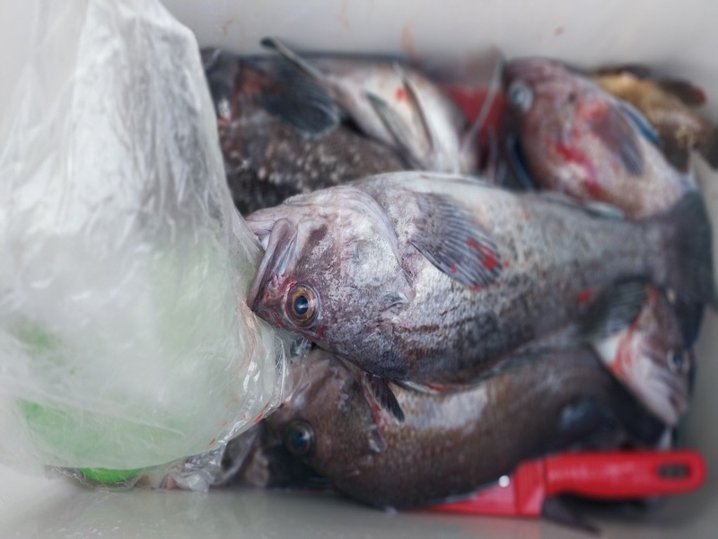 나르샤호 조황갤러리입니다.