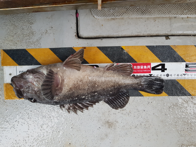 뉴신정호 조황갤러리입니다.