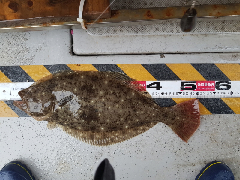 뉴신정호 조황갤러리입니다.