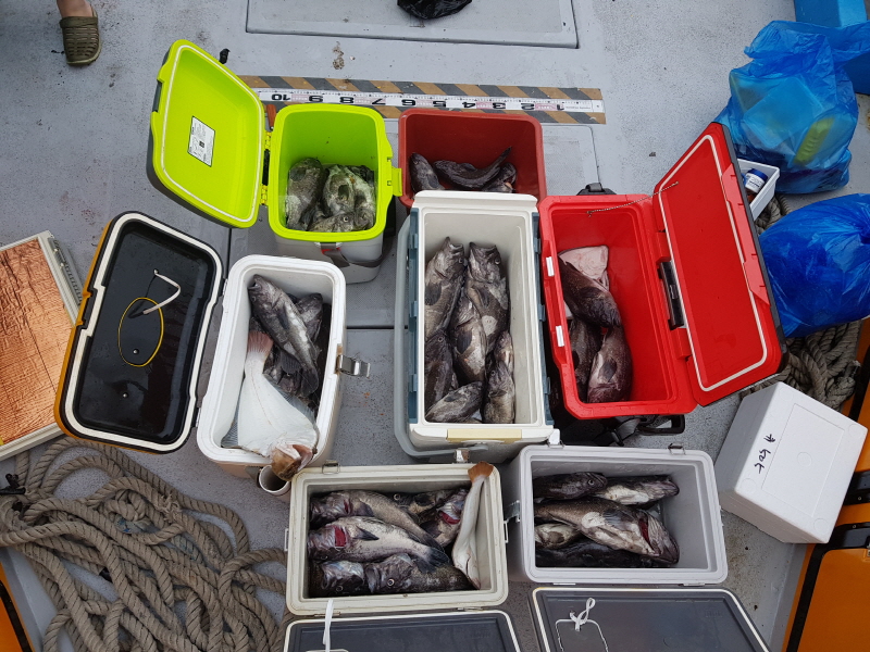 뉴신정호 조황갤러리입니다.