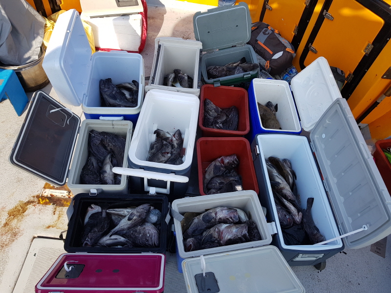 뉴신정호 조황갤러리입니다.