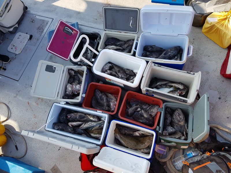 뉴신정호 조황갤러리입니다.