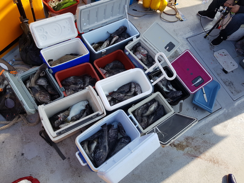 뉴신정호 조황갤러리입니다.