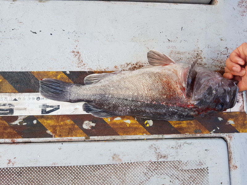 뉴신정호 조황갤러리입니다.