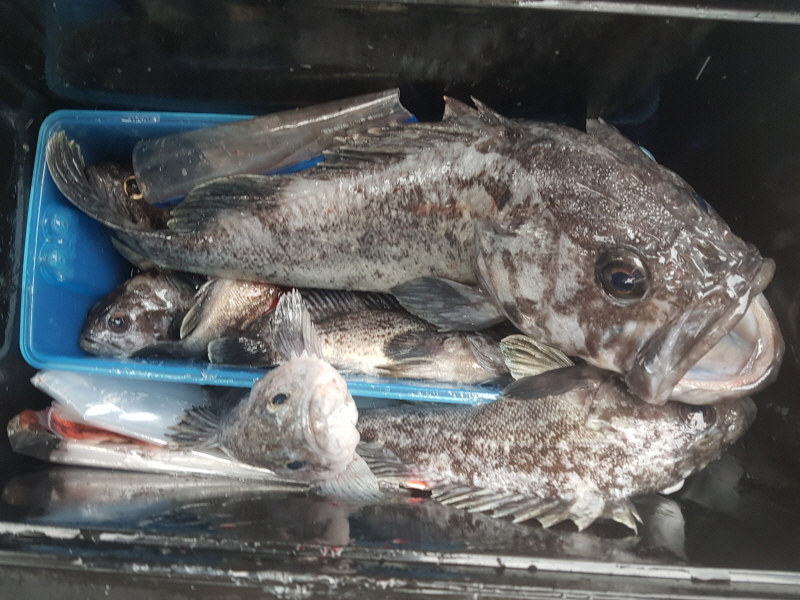 뉴신정호 조황갤러리입니다.