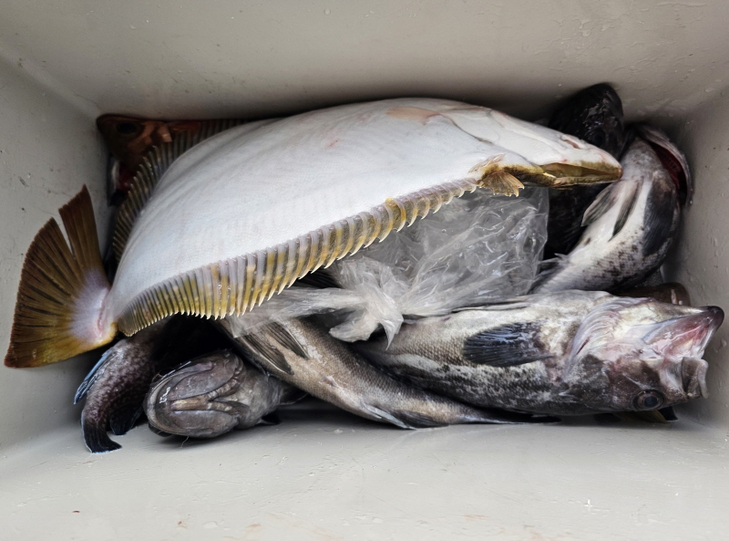 뉴신정호 조황갤러리입니다.