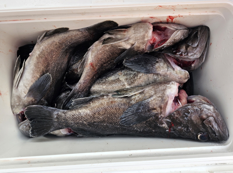 뉴신정호 조황갤러리입니다.