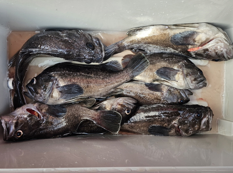 뉴신정호 조황갤러리입니다.