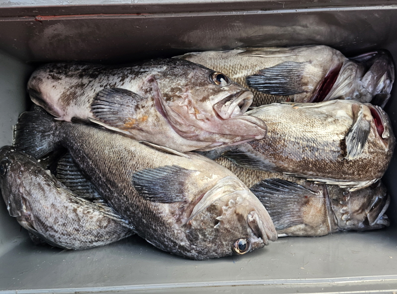 뉴신정호 조황갤러리입니다.