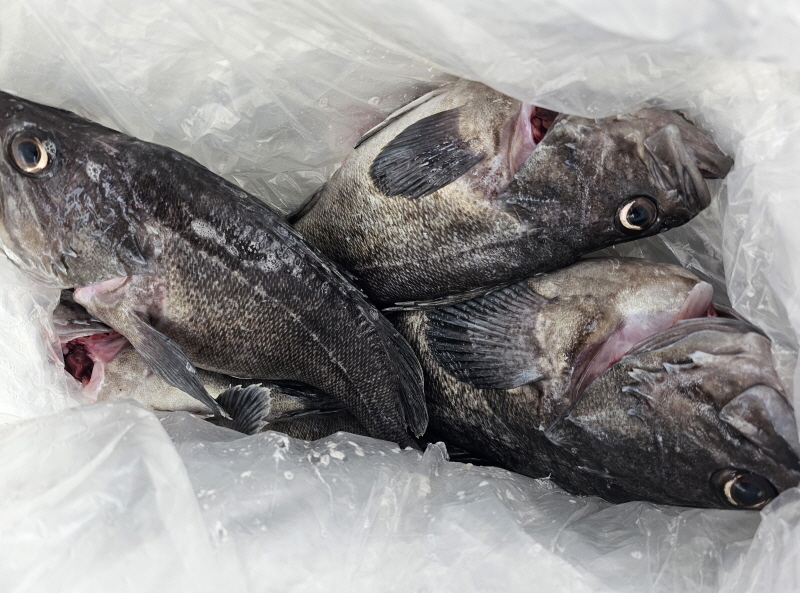 뉴신정호 조황갤러리입니다.