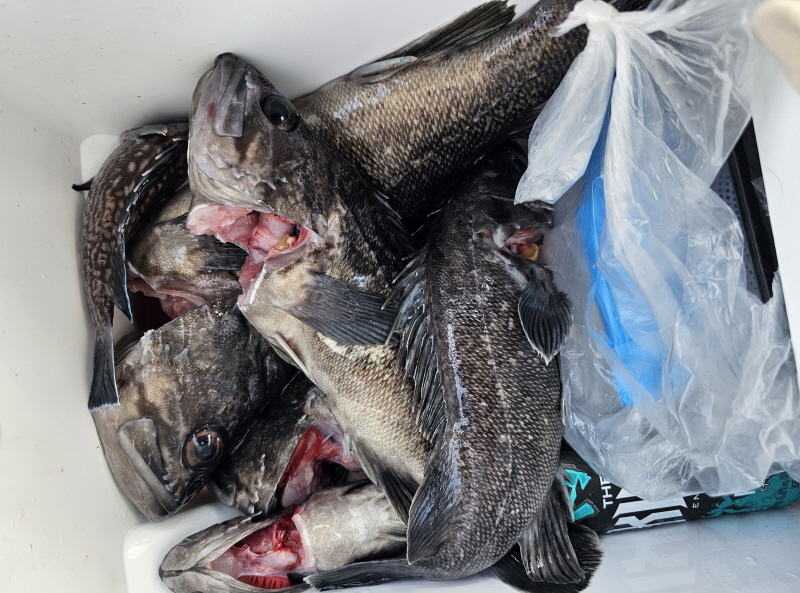 뉴신정호 조황갤러리입니다.