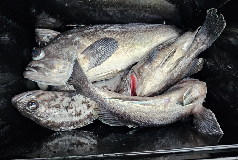 뉴신정호 조황갤러리입니다.