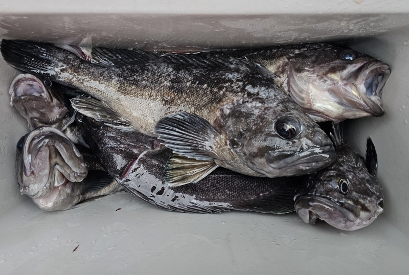 뉴신정호 조황갤러리입니다.