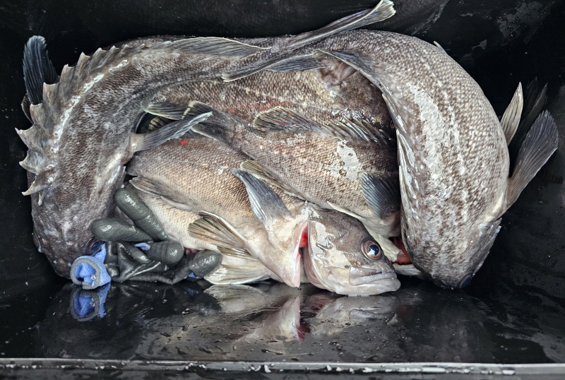 뉴신정호 조황갤러리입니다.