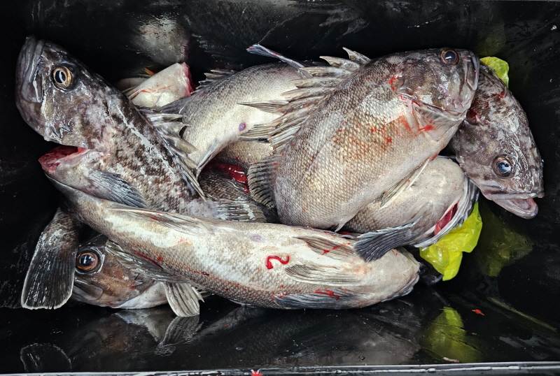 뉴신정호 조황갤러리입니다.