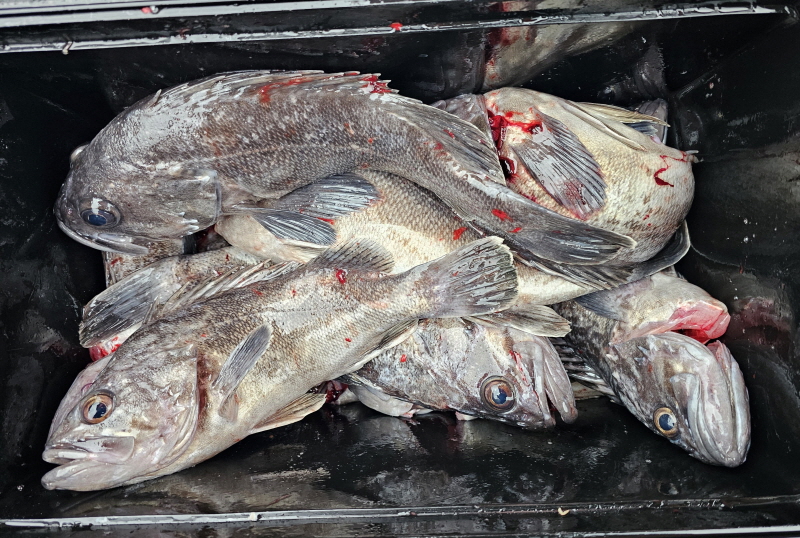 뉴신정호 조황갤러리입니다.