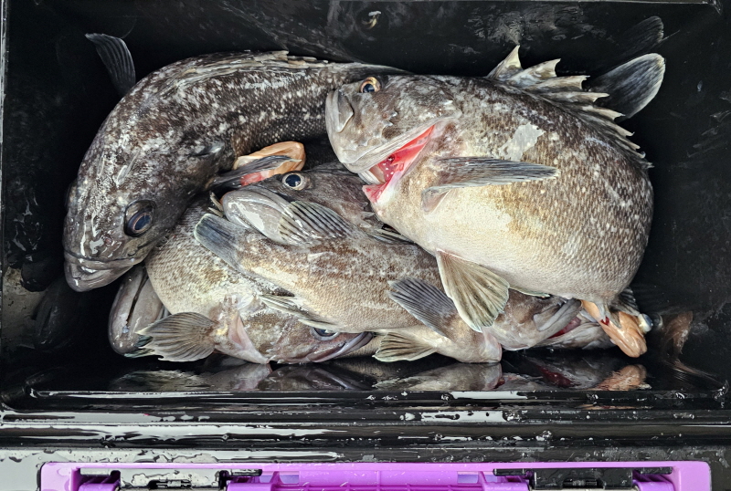 뉴신정호 조황갤러리입니다.