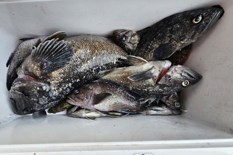 뉴신정호 조황갤러리입니다.