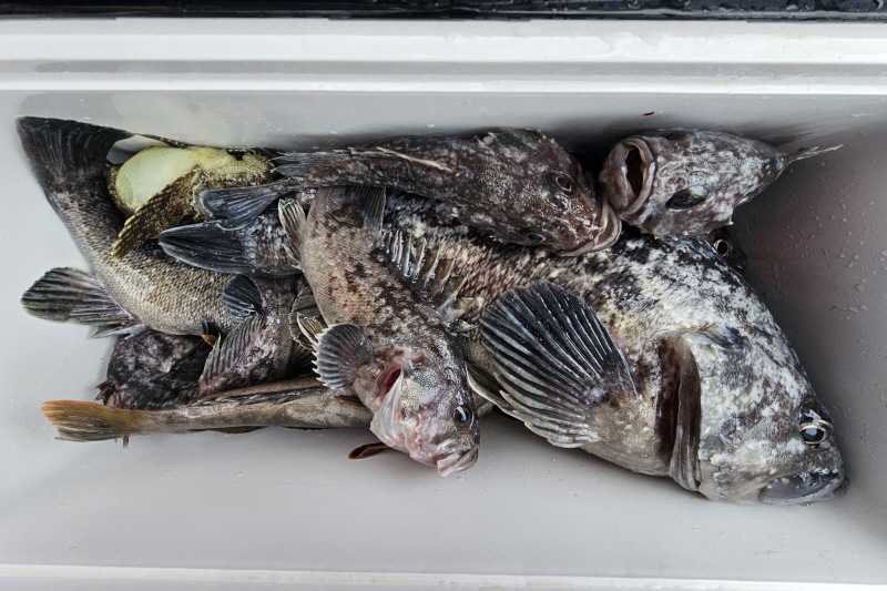 뉴신정호 조황갤러리입니다.