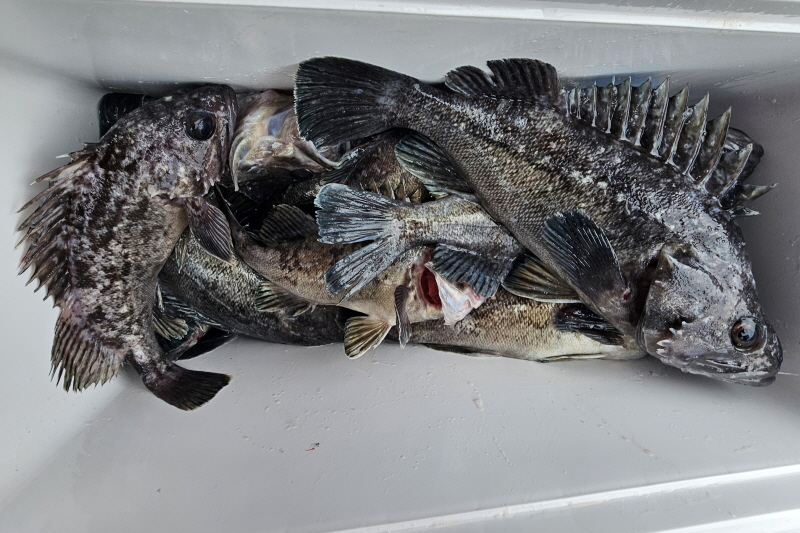 뉴신정호 조황갤러리입니다.