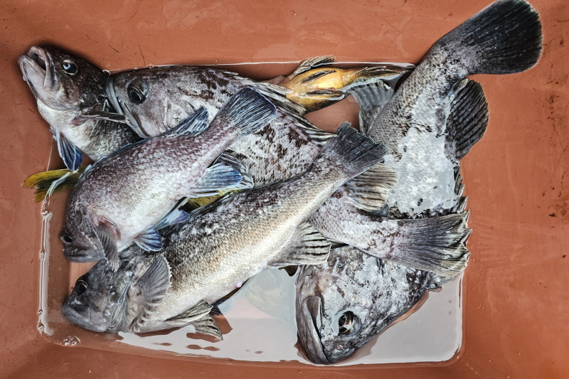 뉴신정호 조황갤러리입니다.