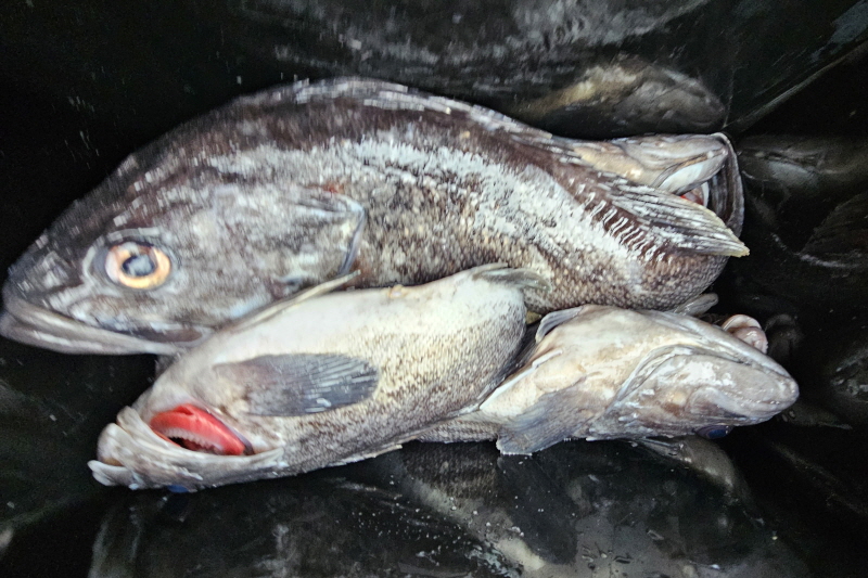 뉴신정호 조황갤러리입니다.