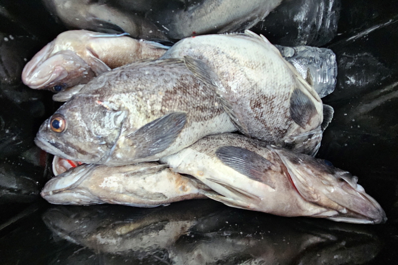 뉴신정호 조황갤러리입니다.